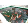 Champions-Pond der Hosokai Koi-Farm (Kein Fisch unter 80 cm)