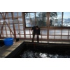 Iwashita San durchforstet das Becken.