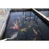 Hier schwimmt die Gosai Showadame in einem Gewächshaus nur für Kundenfische.