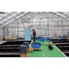 Ein Blick in das Greenhaus von Nishigoi Niigata Direkt